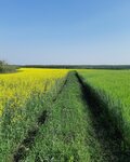 Novopyshminskoye (selo Novopyshminskoye, ulitsa Ilyicha, 8), agricultural enterprise