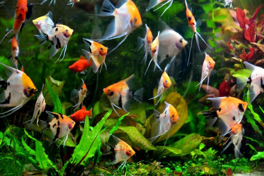 Pet shop Aqua Zoo Center, Kurgan, photo