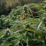 Kdc Organic (Valais, Monthey, Route Cantonale, 116), shopping mall