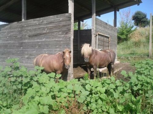 Гостиница Agriturismo Fattoria Poggio Boalaio