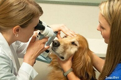 Veterinary clinic Veterinarnaya klinika ZeusVet, Moscow, photo