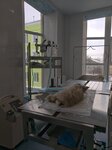 Энимал Клиник (Петровская ул., 17), ветеринарная клиника в Ростове‑на‑Дону