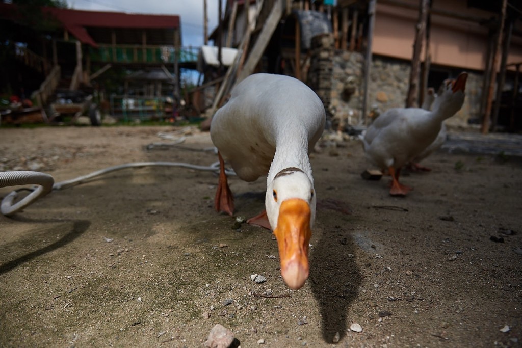 Фото Святозеро