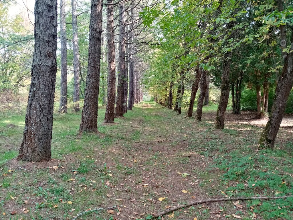 Park Государственный дендрологический парк регионального значения имени И.Е. Алексеева, Vladimir Oblast, photo