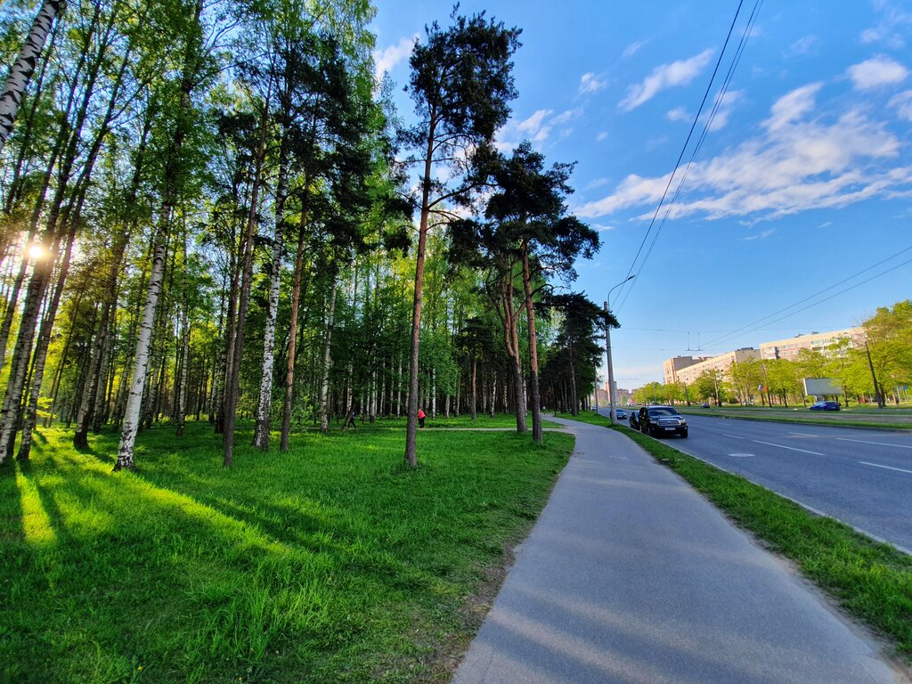 Сосновка парк в санкт петербурге