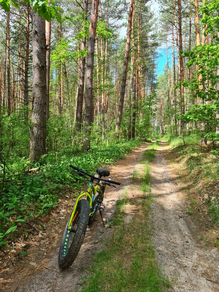 Nature reserve Государственный природный заказник областного значения Солотчинский парк, Ryazan Oblast, photo