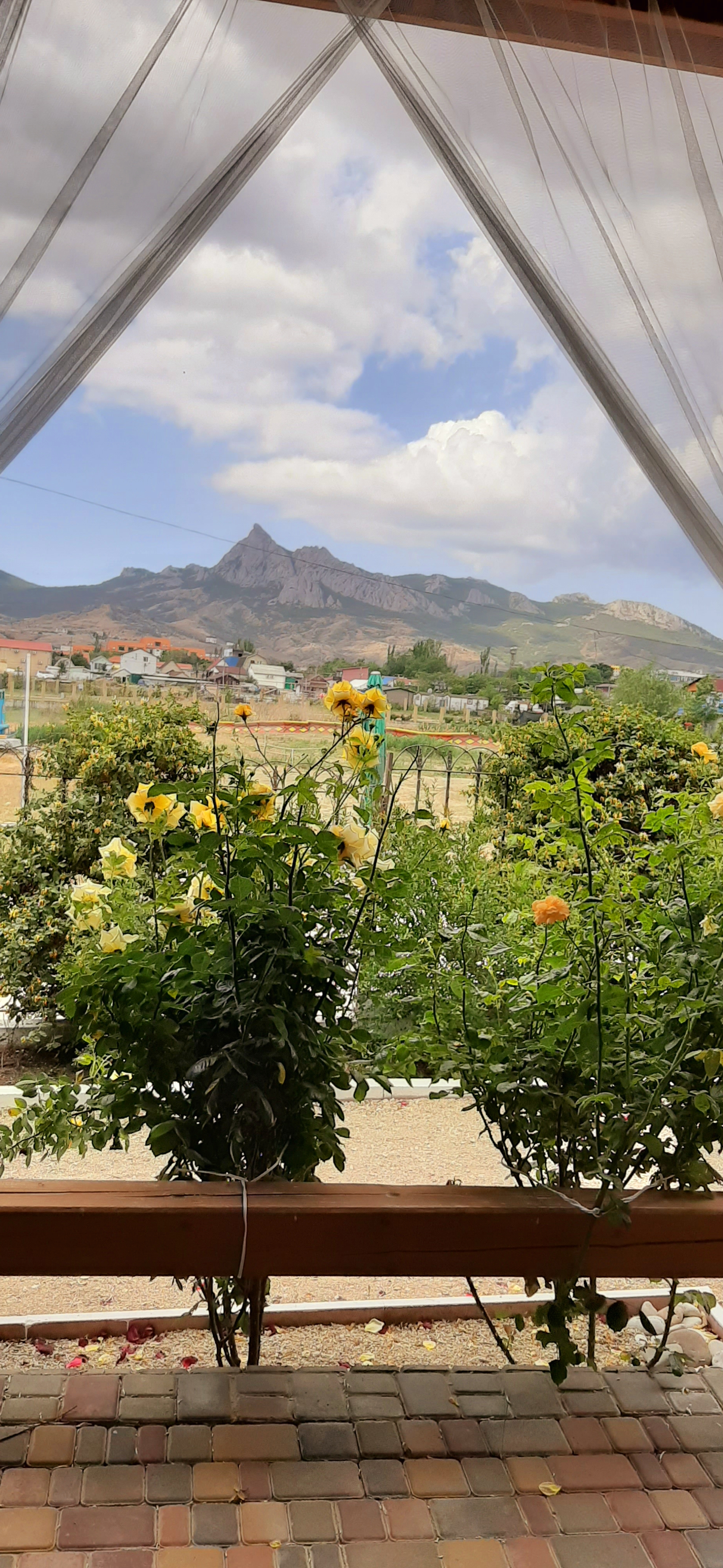 Фото Кактус