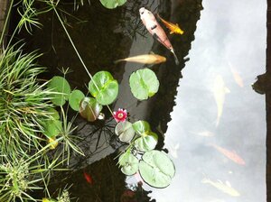 Гостиница Artistic-Suite - Lijiang