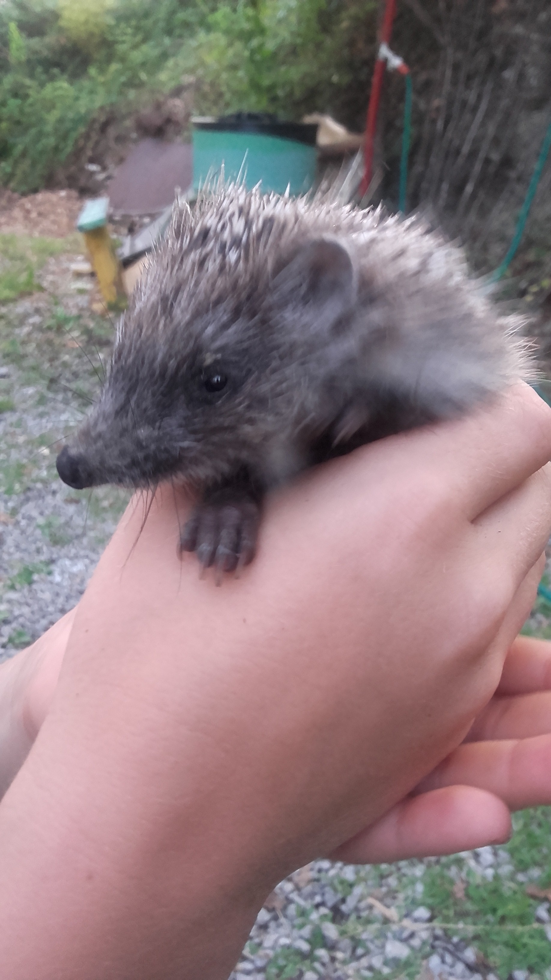 Фото Галина-чайка