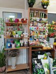 Цветы, игрушки, подарки, семена (derevnya Zolotilovo, 65А), flower shop
