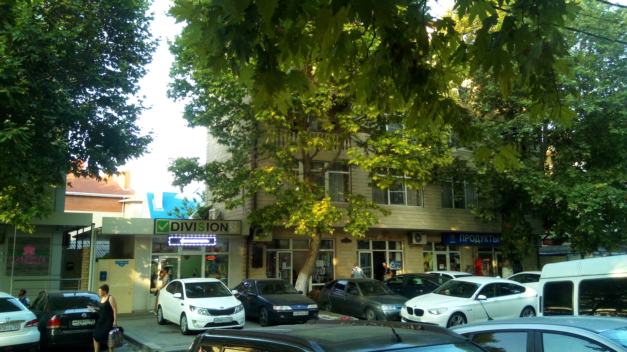 Фото Камелия