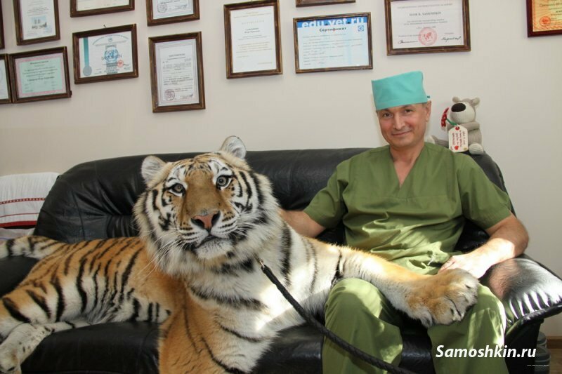Veterinary clinic Центр травматологии животных, Moscow, photo
