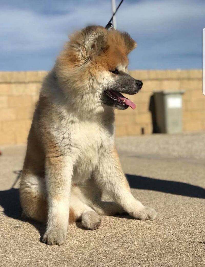 Фото Green Paradise Alimini Resort