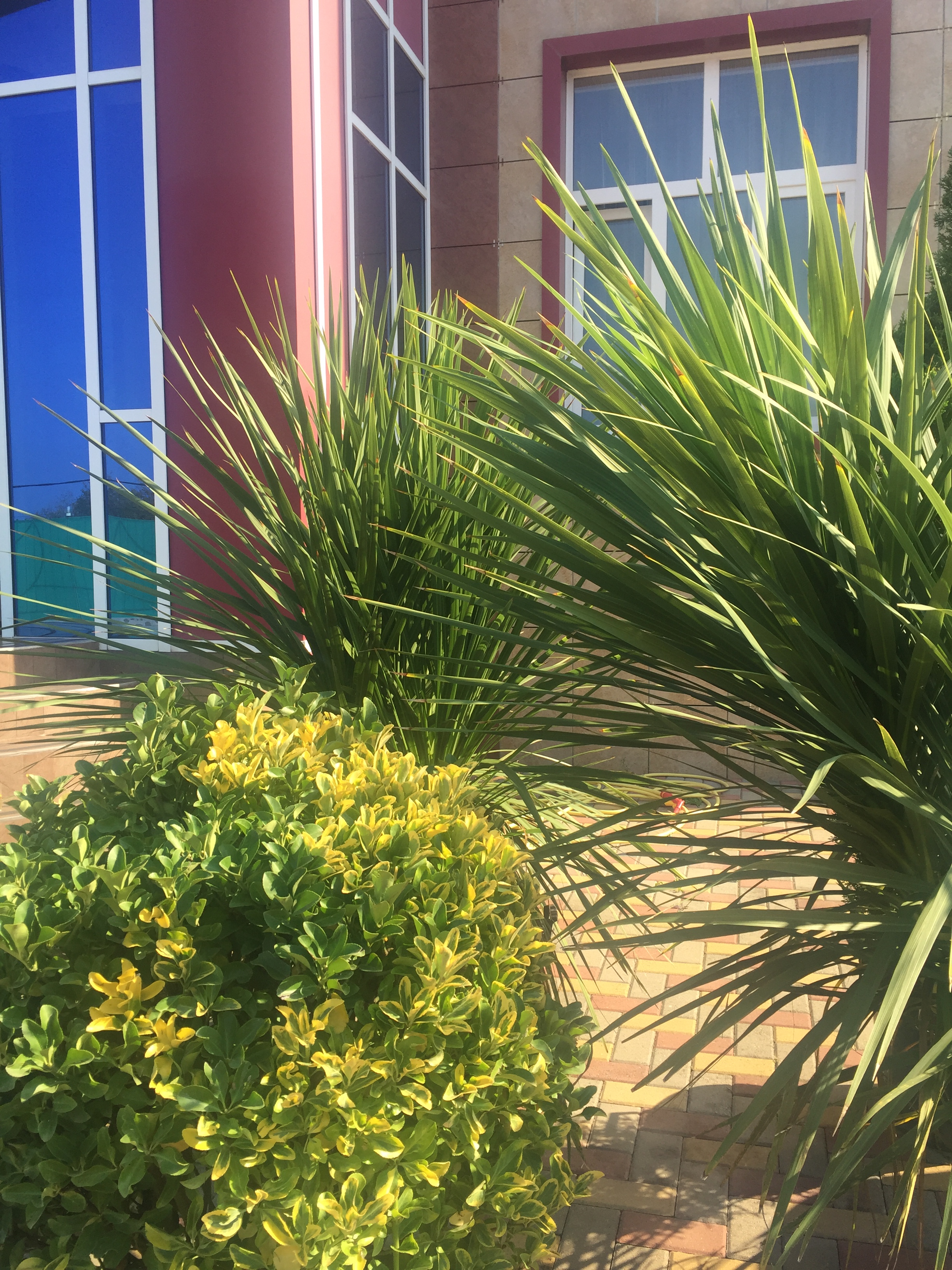 Фото Эдельвейс