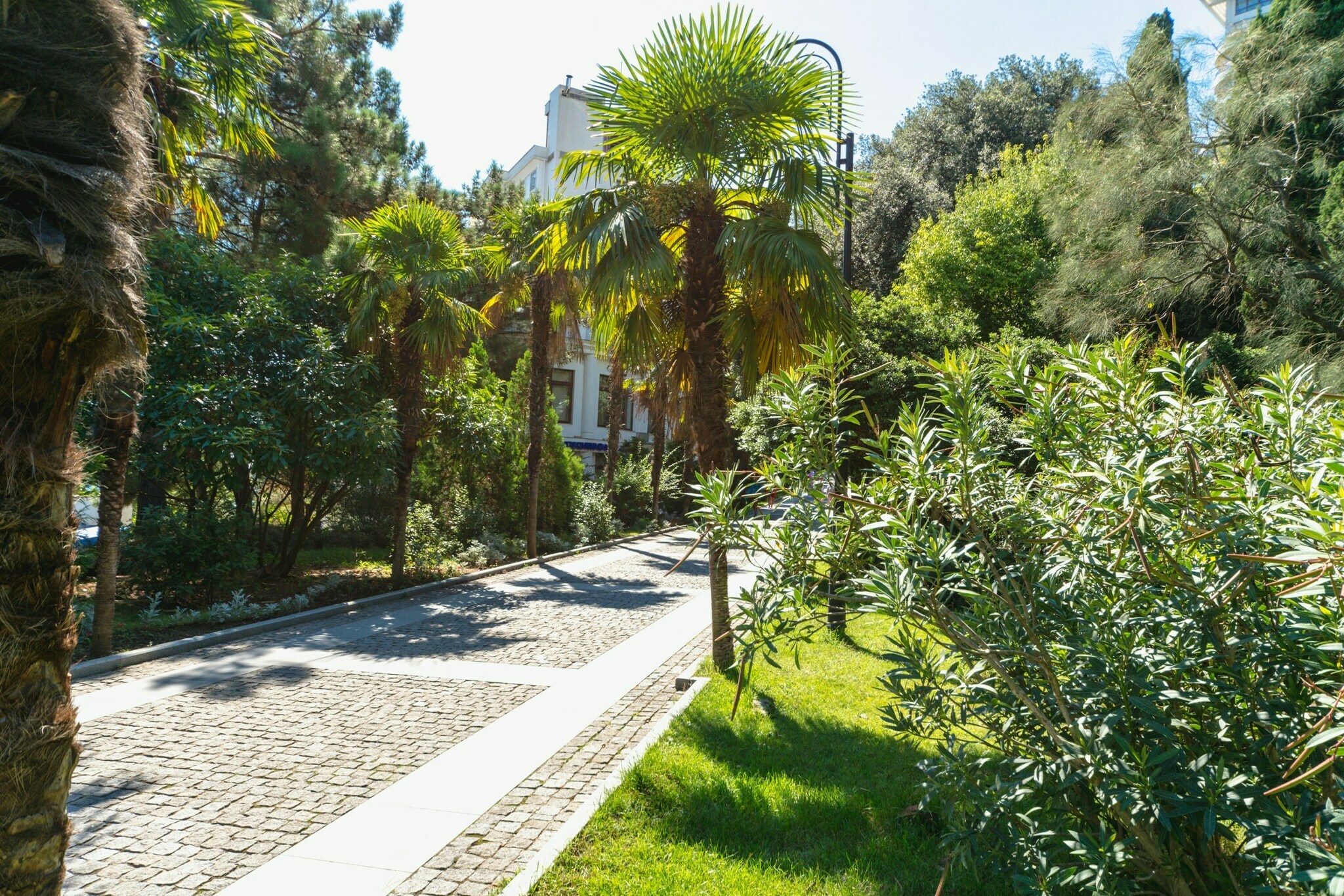 Фото Левант