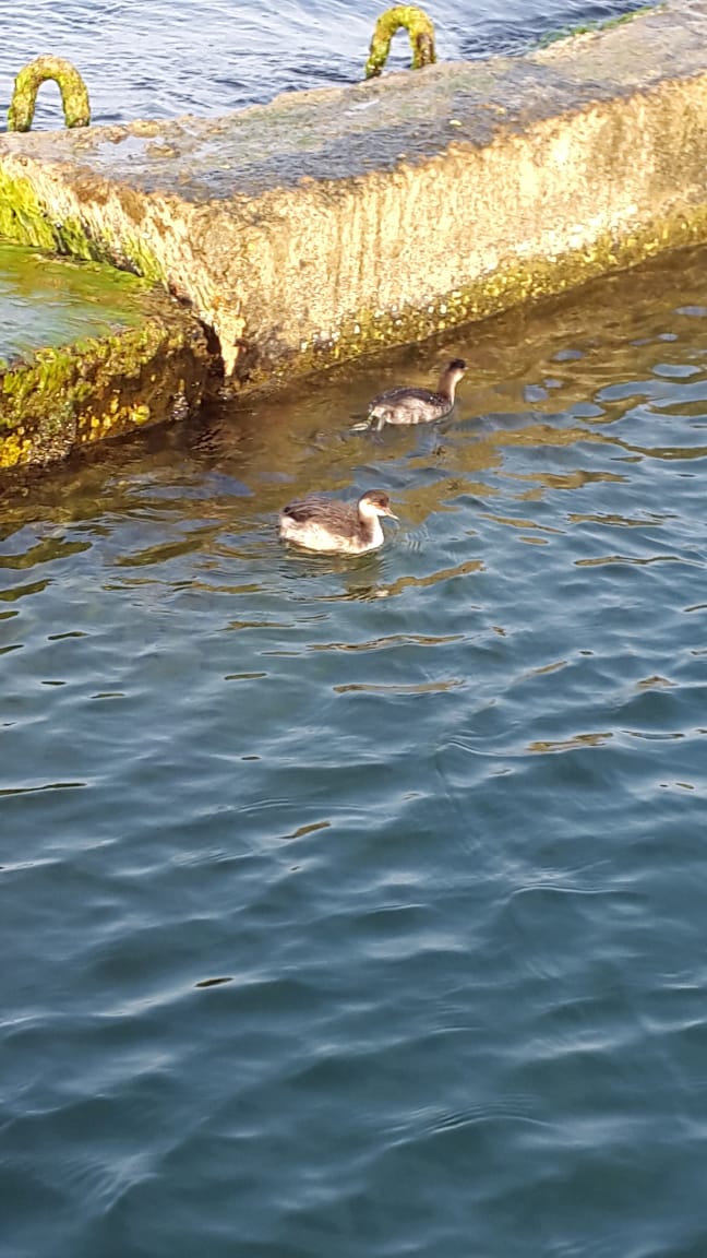 Фото Галина-чайка