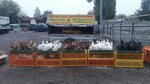 Мерещанское (Lipetsk Region, Usmanskiy rayon, Plastinskiy selsovet, derevnya Garshino) ، بيض ولحم الدواجن
