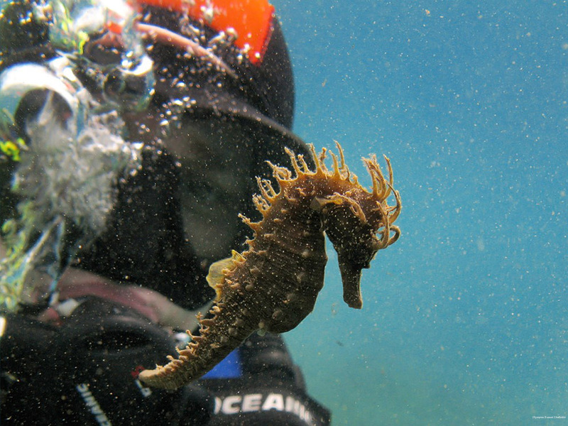 Фото Olympion Sunset