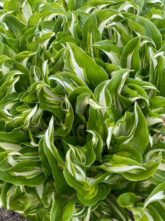 Фото Усадьба Демидова