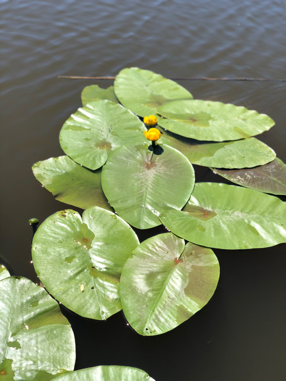 Фото Ковчег