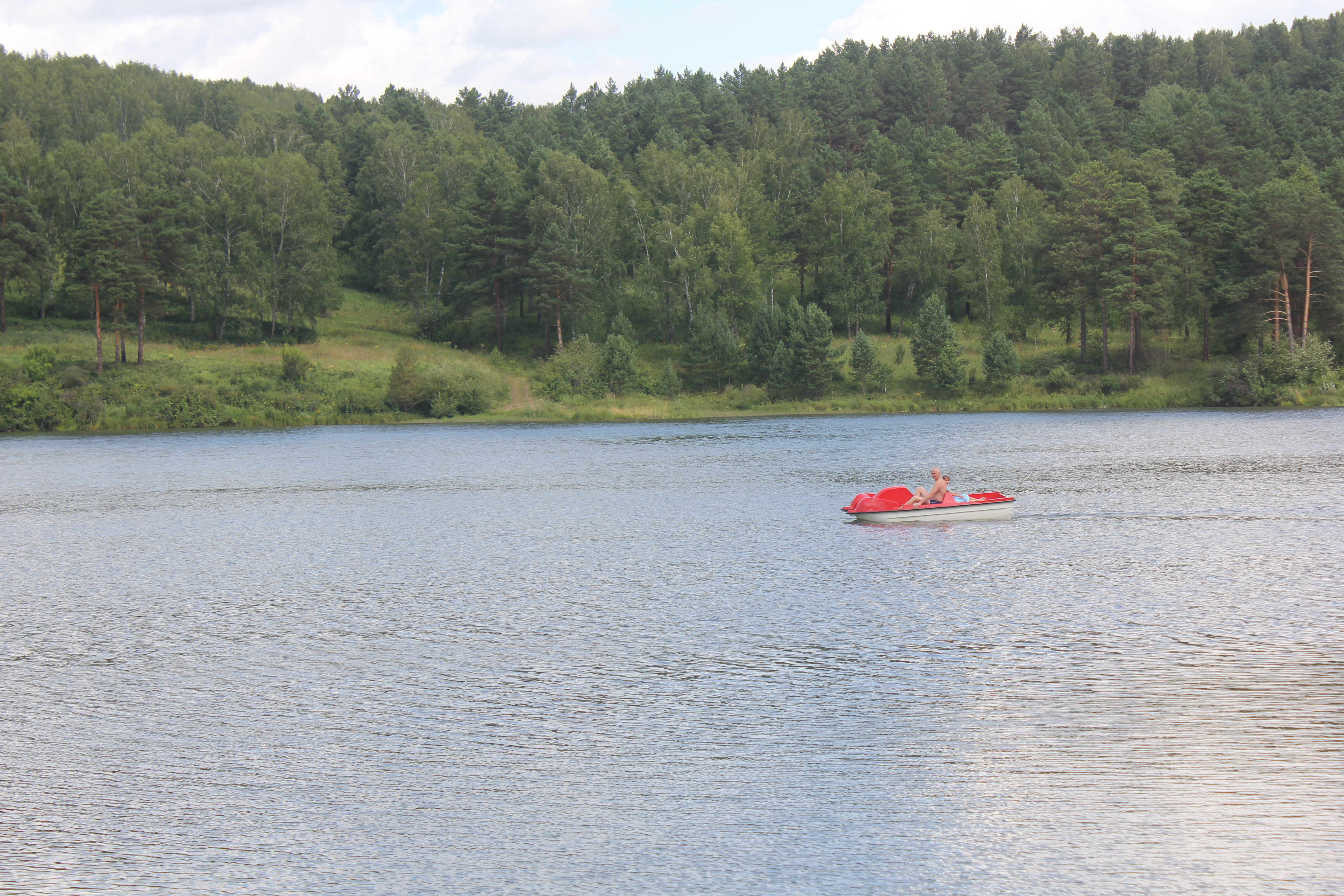 Фото Кедровый бор