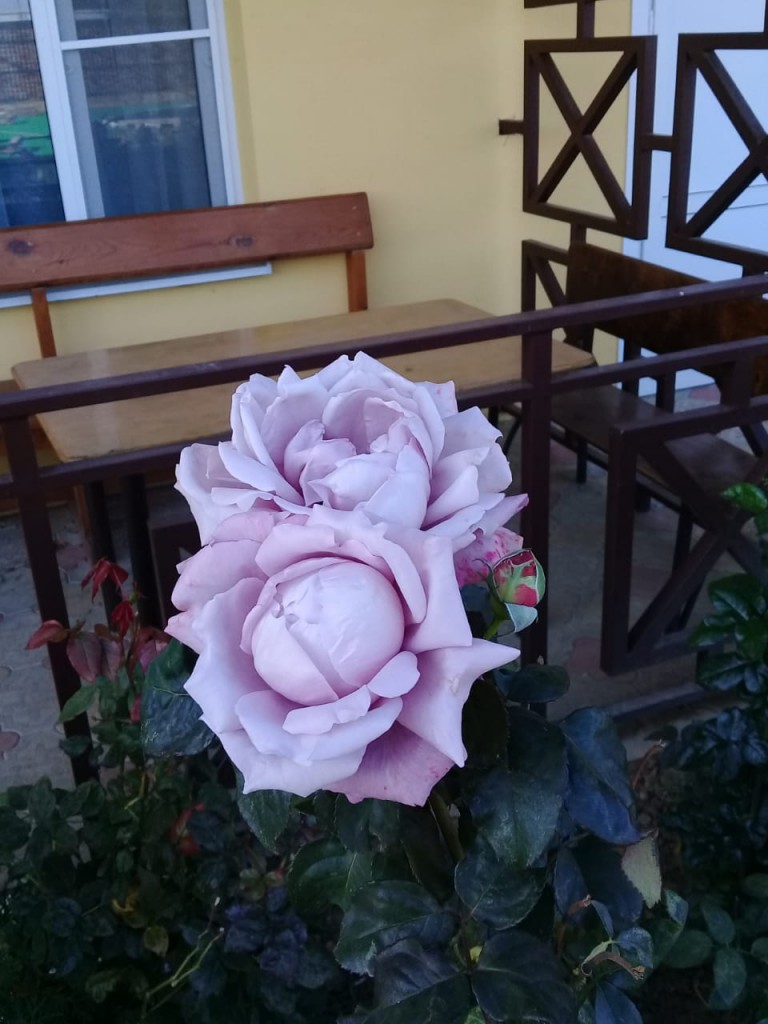 Фото Добрый Бобр