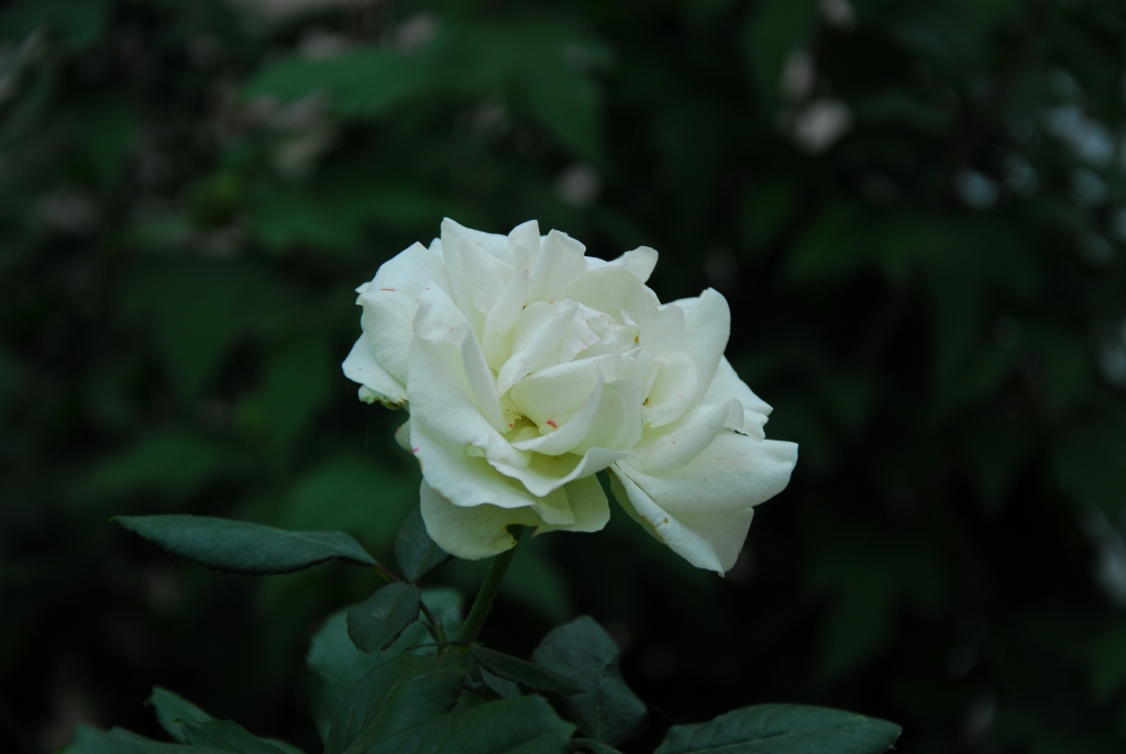 Фото Пансион Кафа