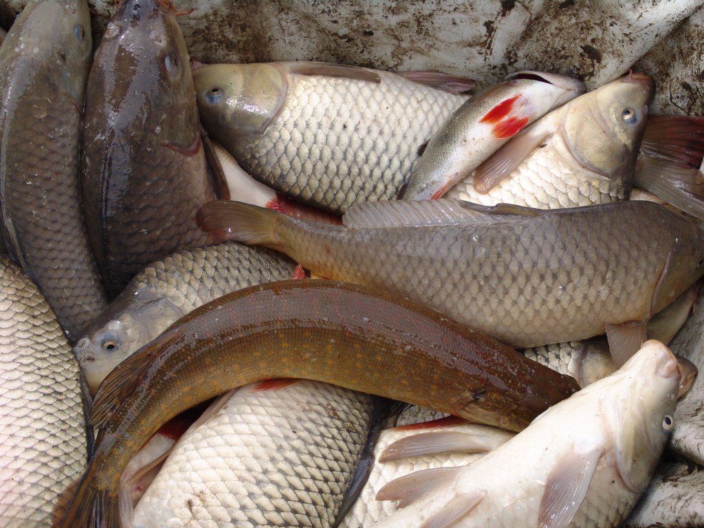 Фото Митричево