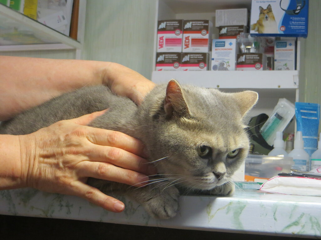 Veterinary clinic Veterinarnaya klinika 4+1, Sochi, photo