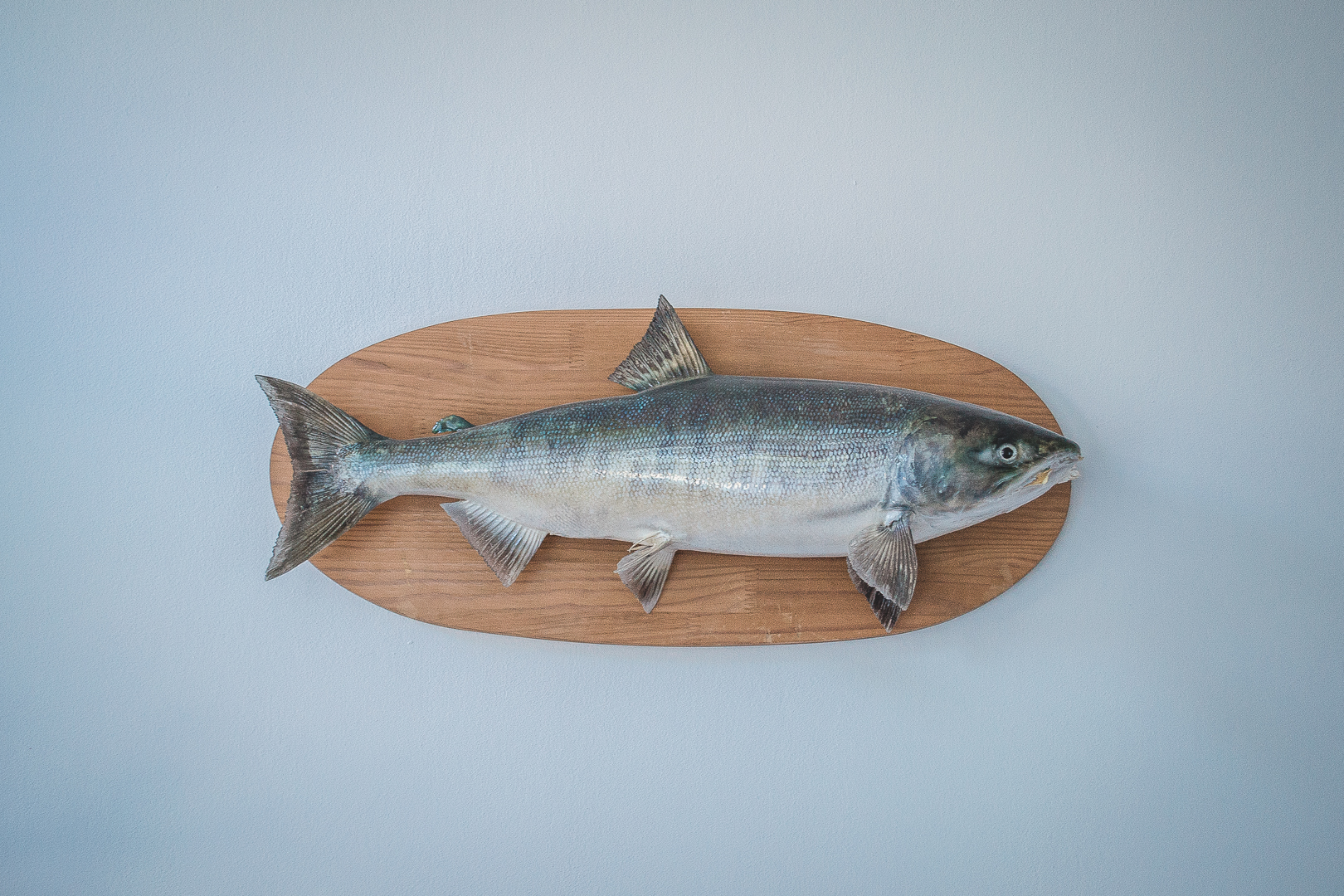 Фото Морской конек