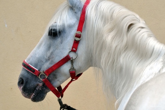 Фото Hotel Maestoso