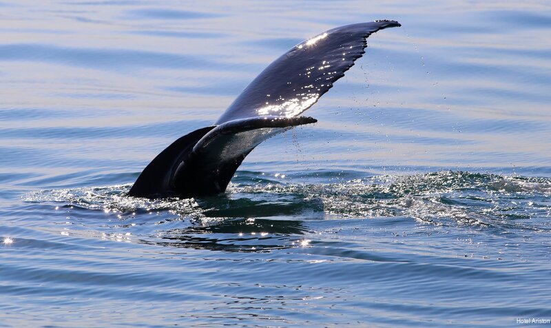 Фото Hotel Ariston