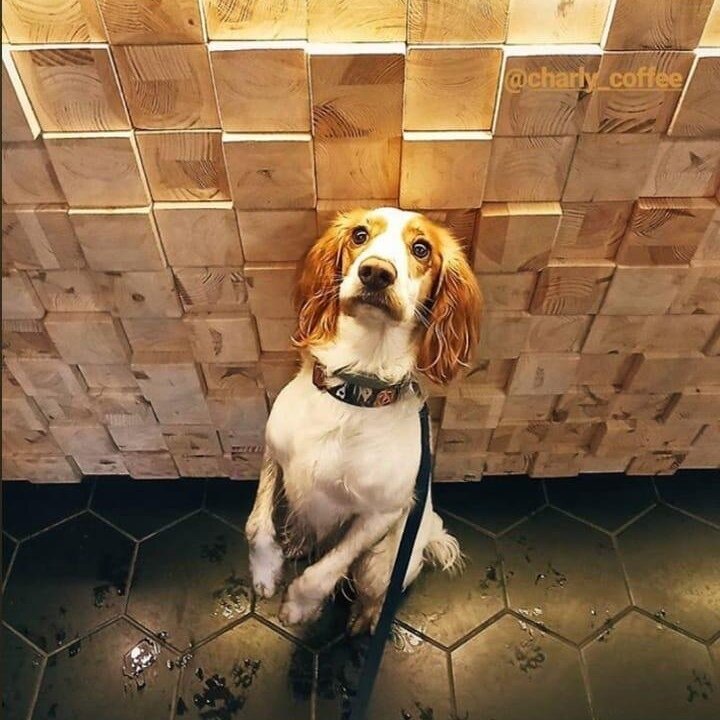 Kahve dükkanları Charly Coffee Family, Voronej, foto