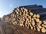 Можайская пилорама (derevnya Teterino, 67), lumber