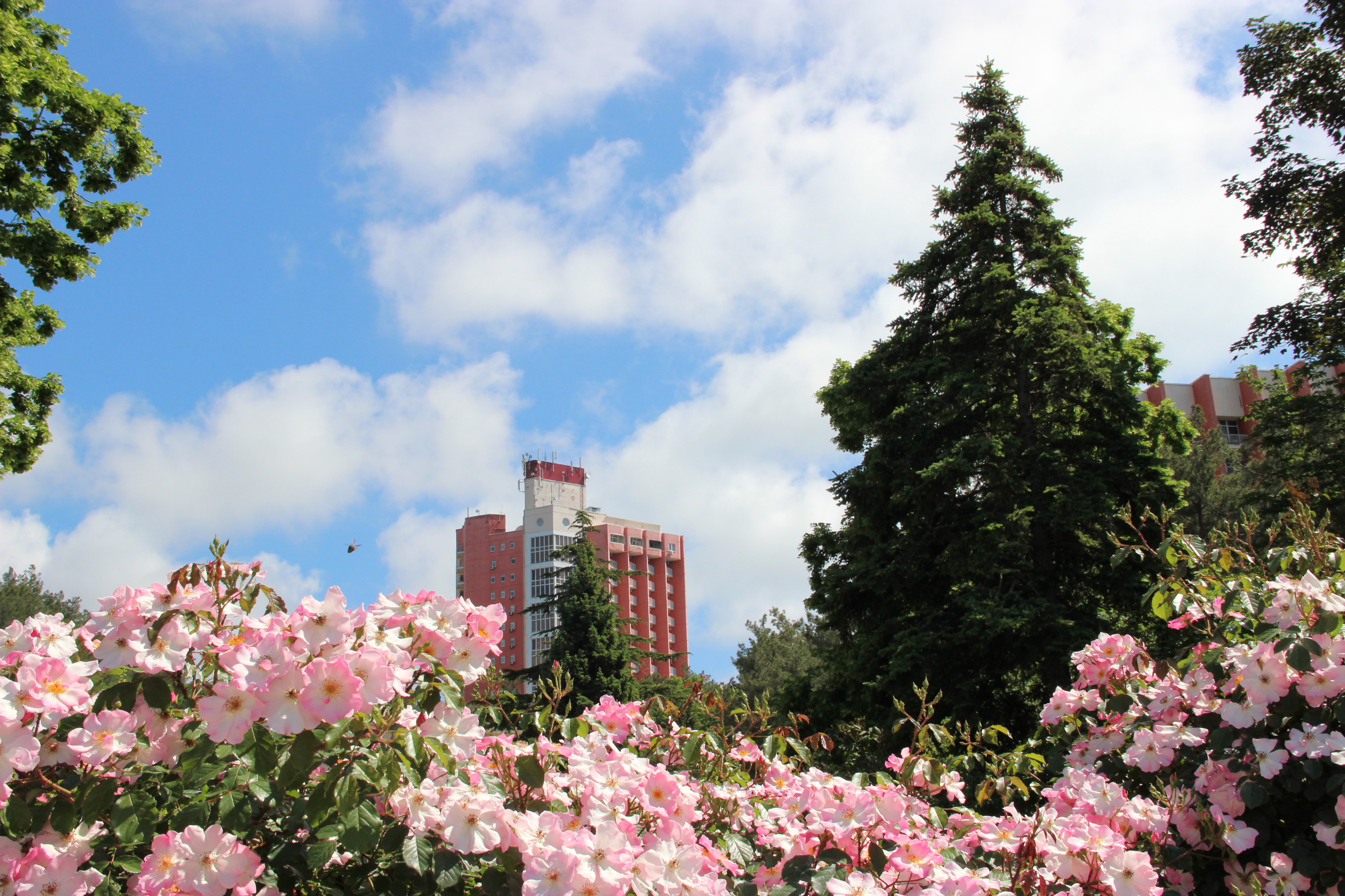 Фото Голубая даль