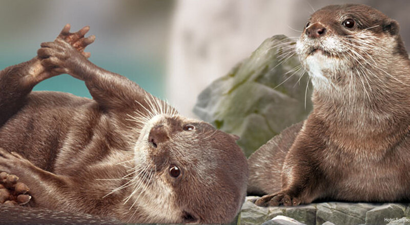 Фото Hotel Sorriso