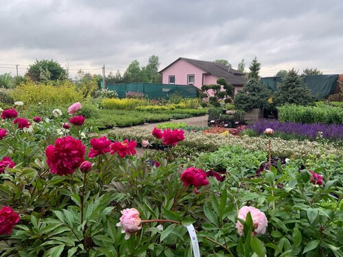 Sera ve bahçe ürünleri Euro-Plant, Saint‑Petersburg ve Leningradskaya oblastı, foto