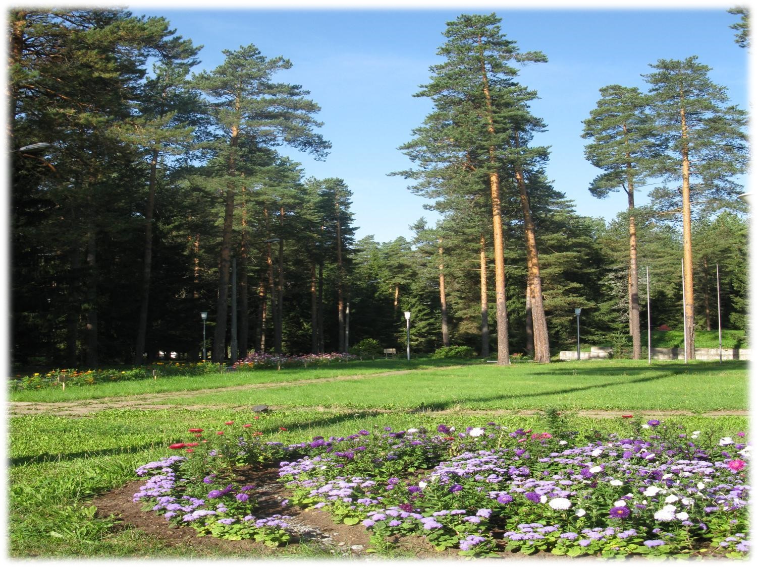 Фото Сосновый Бор