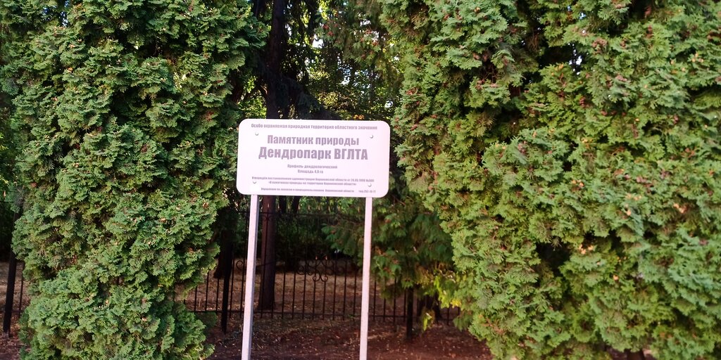 Дендрарий вглту воронеж дендропарк вглту фото
