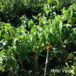 Фото Hotel Viking