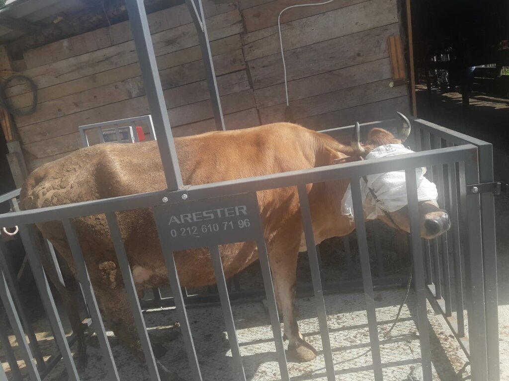 Yiğit Kasap, kasap, şarküteri, Sahilköy Mah., İstanbul Cad., No122