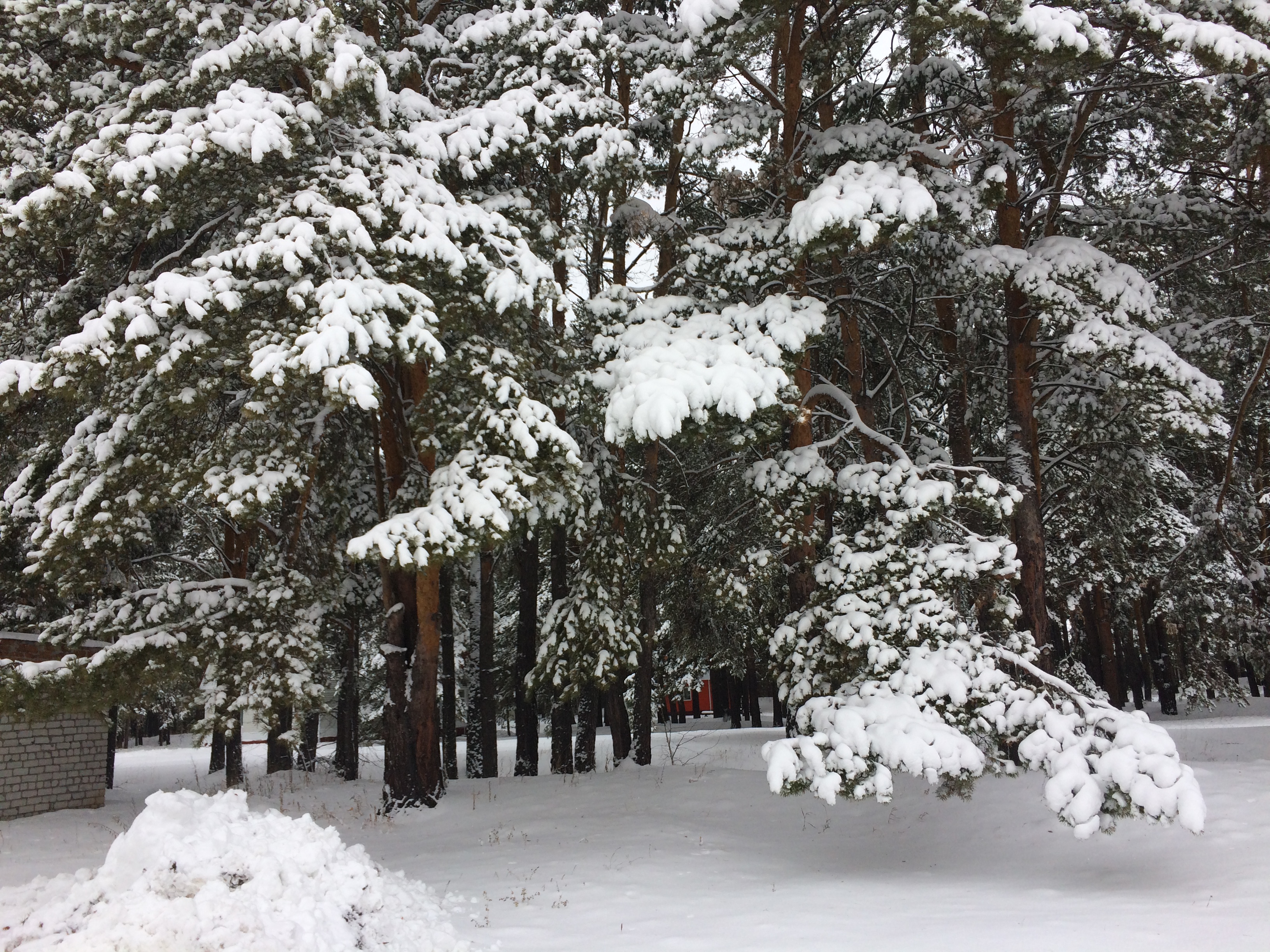 Фото Сосновый Бор