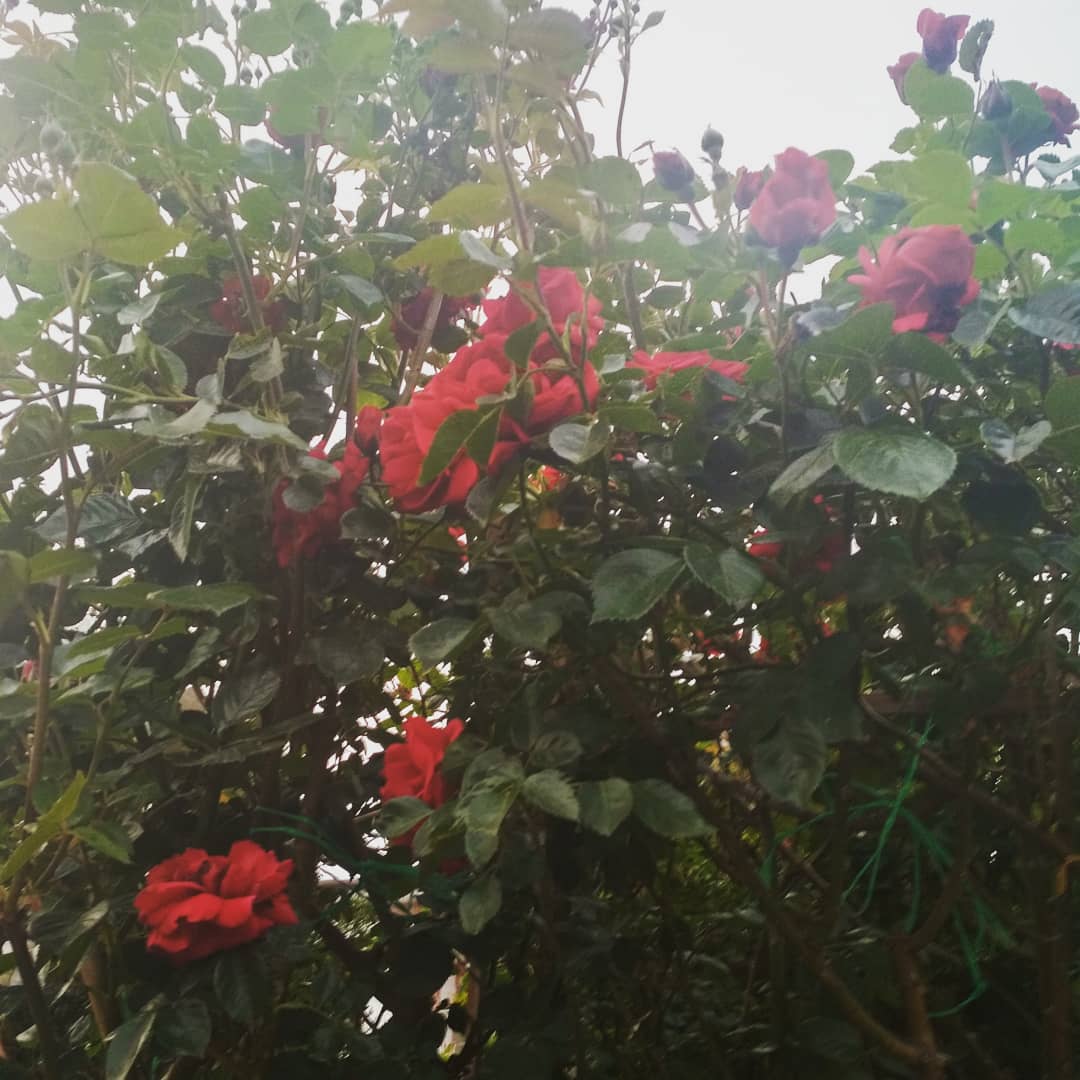 Фото Мелиора