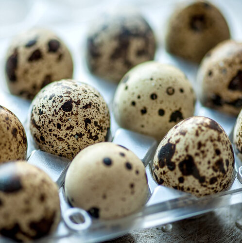 Egg and poultry meat Nova Russa, Novgorod Oblast, photo