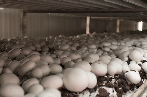 Mantar yetiştirme ve satış Русский гриб, Krasnodarski krayı, foto