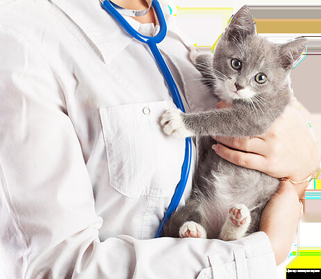 Clínica veterinaria Veterinary Medicine Center, , foto