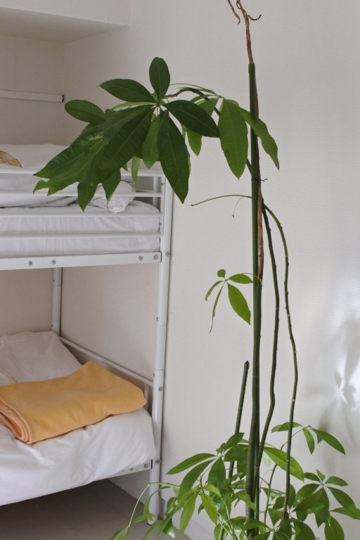 Фото Kagoshima Guest House M104 - Hostel