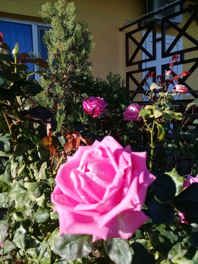 Фото Добрый Бобр