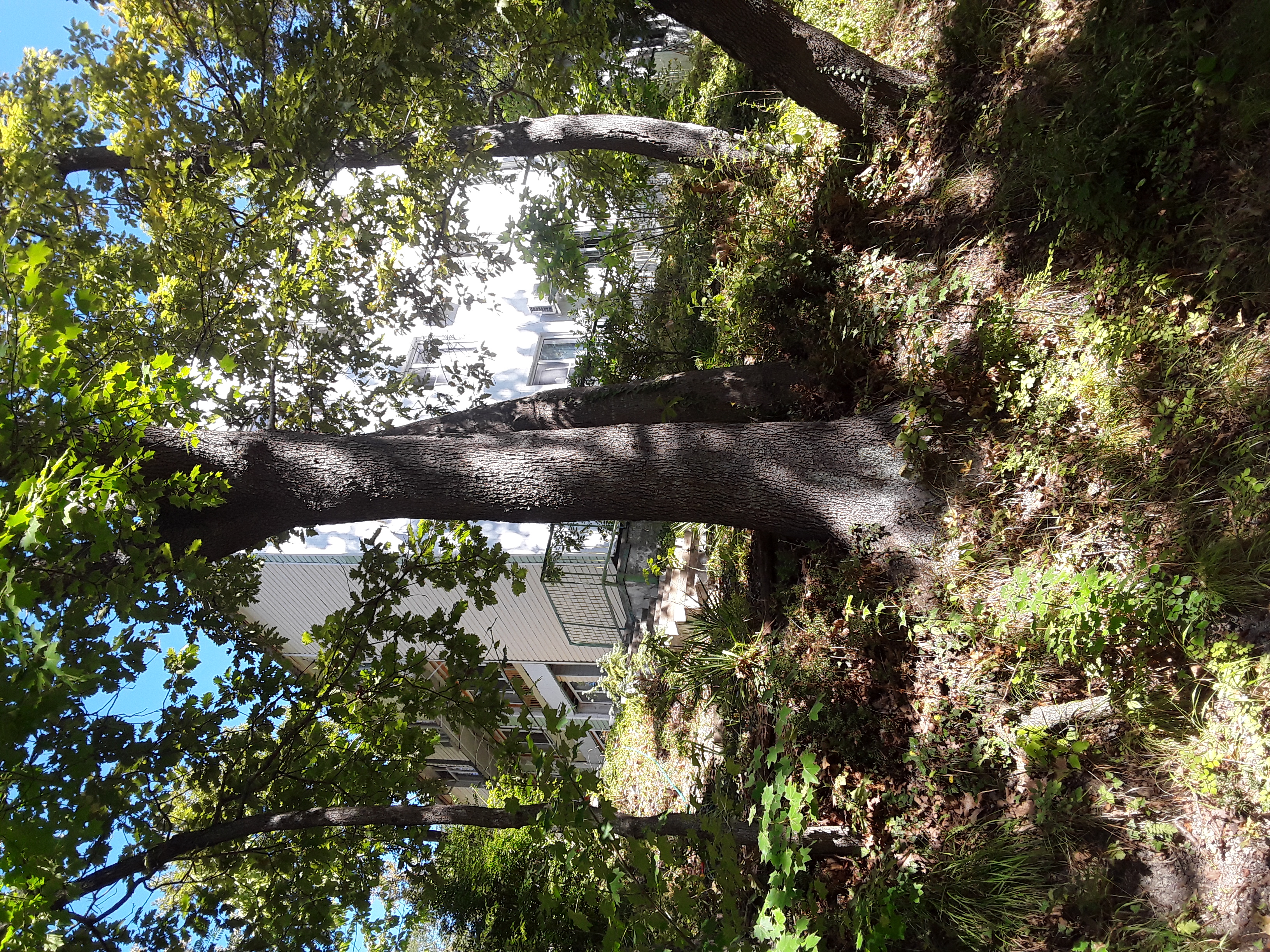 Фото Галина-чайка