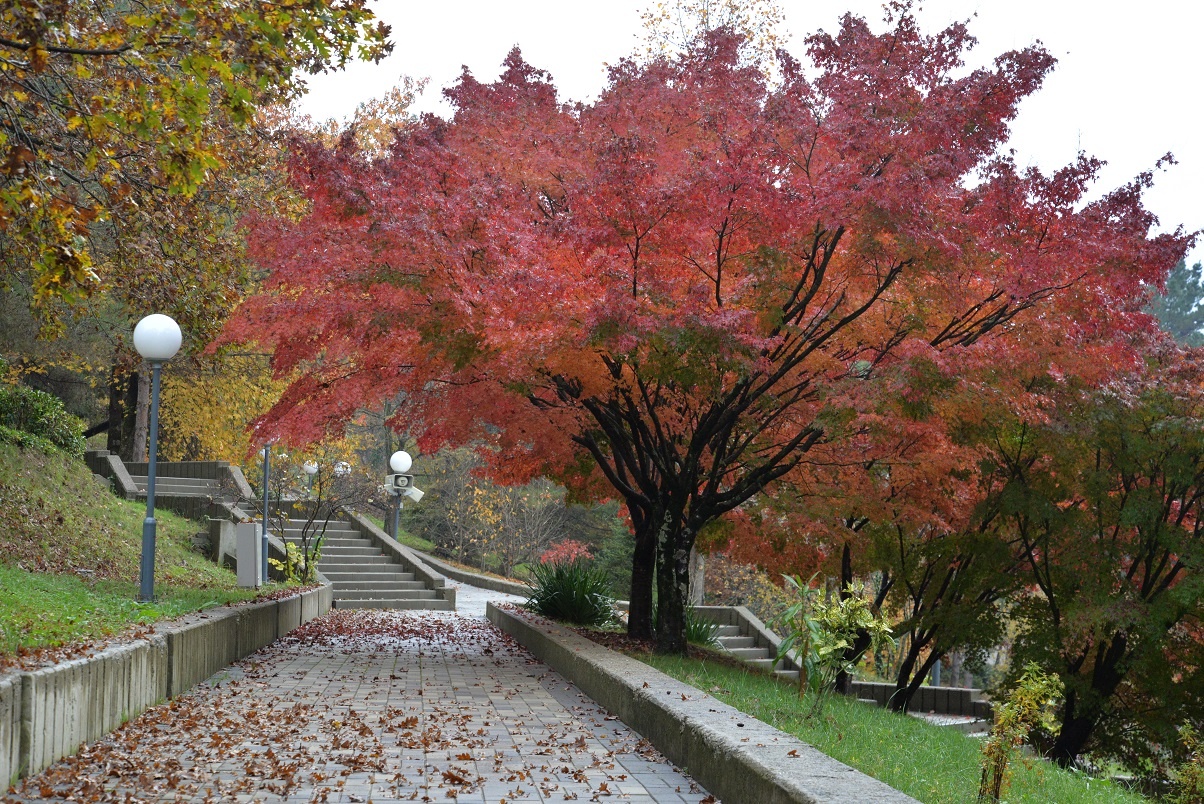 Фото Дагомыс